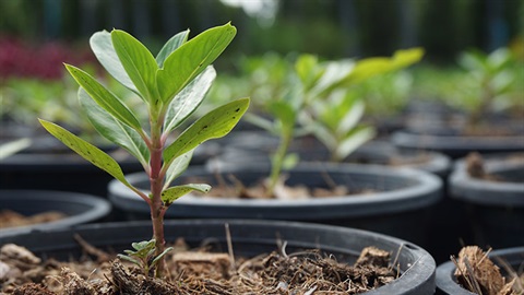 Grow Me Instead - Image.jpg