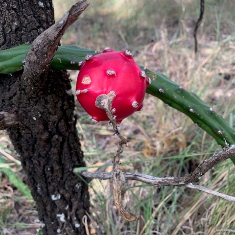 Harrisia fruit.jpg