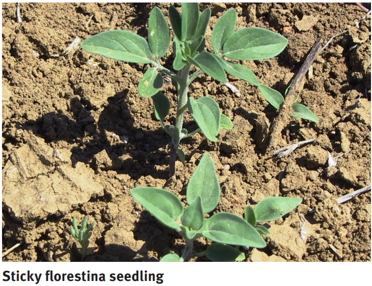 Sticky Florestina Seedling.png