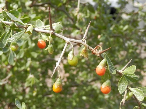 african-boxthorn-800x600px-tn-credit-elise-dando.jpg