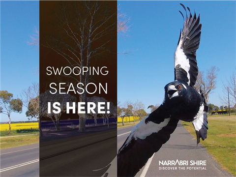 magpies.png