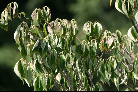 water-strees.jpg
