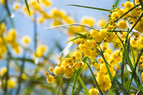 Wattle Day